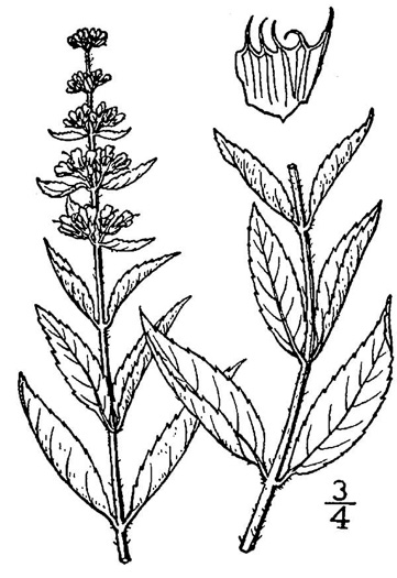 image of Mentha ×gracilis, Small-leaved Mint