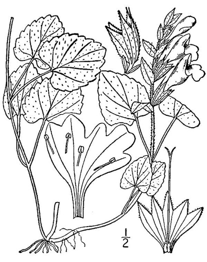 drawing of Meehania cordata, Meehania, Meehan's Mint