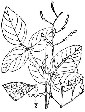drawing of Desmodium laevigatum, Smooth Tick-trefoil