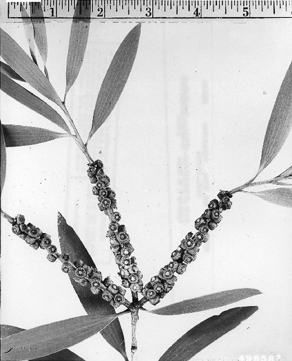 image of Melaleuca quinquenervia, Paperbark Tree , Meleleuca, Punktree