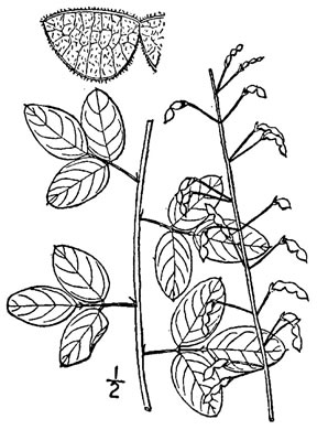 drawing of Desmodium marilandicum, Smooth Small-leaf Tick-trefoil, Maryland Tick-trefoil