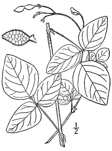 image of Desmodium ochroleucum, White Tick-trefoil, Creamflower Tick-trefoil, Cream Tick-trefoil