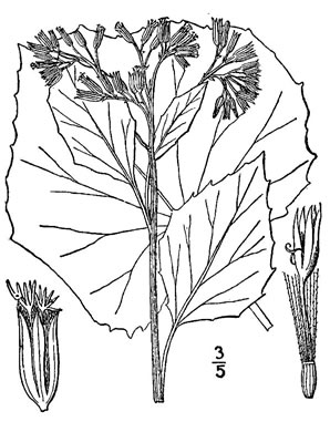 drawing of Arnoglossum reniforme, Great Indian Plantain