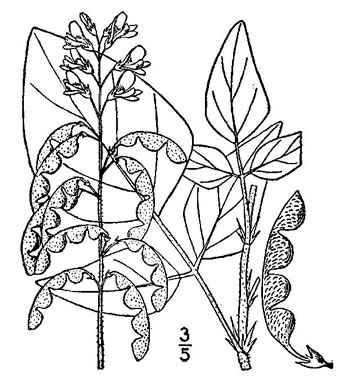 drawing of Desmodium floridanum, Florida Tick-trefoil