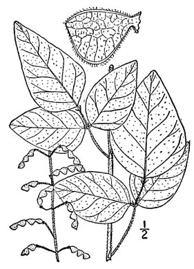 drawing of Desmodium viridiflorum, Velvety Tick-trefoil, Velvety Tick-clover