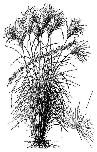image of Miscanthus sinensis, Chinese Silvergrass