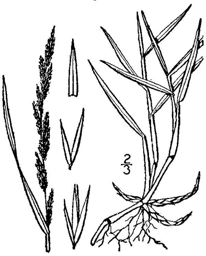 image of Muhlenbergia mexicana, Hairy Wirestem Muhly, Mexican Muhly