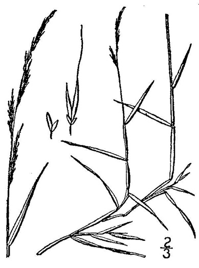 image of Muhlenbergia schreberi, Nimblewill