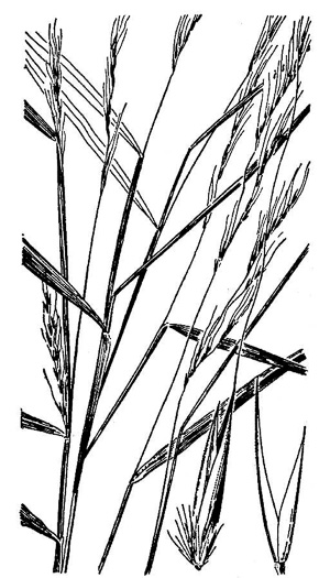 image of Muhlenbergia sylvatica, Woodland Muhly