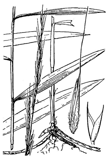 image of Muhlenbergia tenuiflora, Slender Muhly