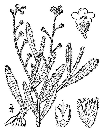 drawing of Myosotis arvensis, Field Forget-me-not, Field Scorpion-grass