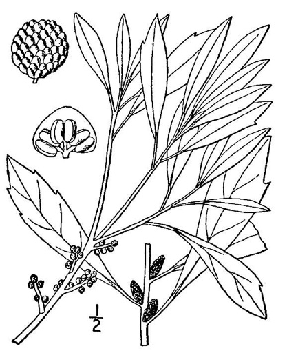 drawing of Morella cerifera, Common Wax-myrtle, Southern Bayberry