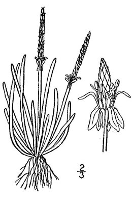 drawing of Myosurus minimus, Mousetail
