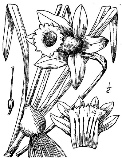 drawing of Narcissus pseudonarcissus, Common Daffodil, Trumpet Narcissus
