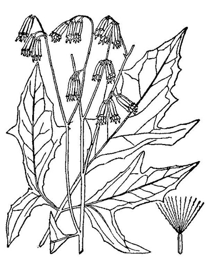 drawing of Nabalus trifoliolatus, Gall-of-the-earth, Three-leaved Rattlesnake-root