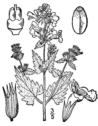 drawing of Nepeta cataria, Catnip, Catmint