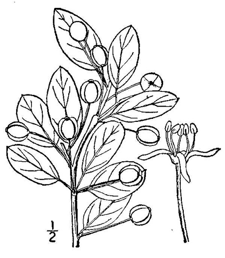 image of Ilex mucronata, Catberry, Nemopanthus