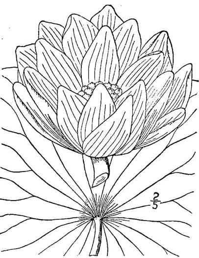 image of Nelumbo nucifera, Sacred-lotus, Oriental Lotus-lily, Pink Lotus