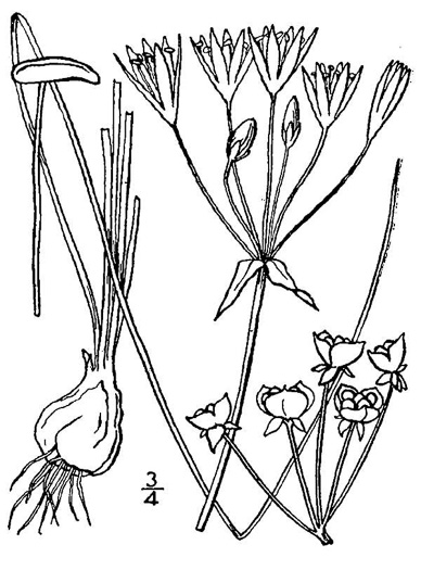 drawing of Nothoscordum bivalve, False Garlic, Grace Garlic