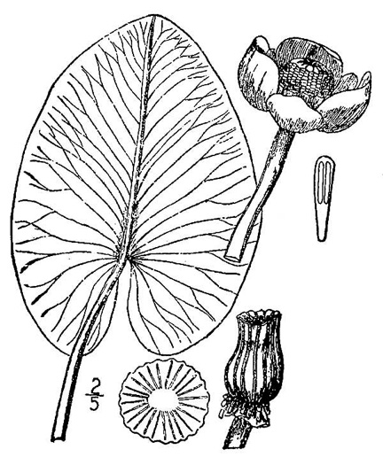 drawing of Nuphar advena, Spatterdock, Broadleaf Pondlily, Cow-lily, Yellow Pond Lily
