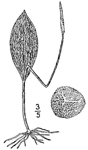 drawing of Ophioglossum engelmannii, Engelmann's Adder's-tongue, Limestone Adder's-tongue
