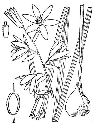 drawing of Ornithogalum nutans, Drooping Star of Bethlehem