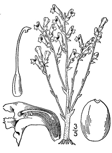 image of Phelipanche ramosa, Branching Broomrape, Hemp Broomrape, Branched Broomrape