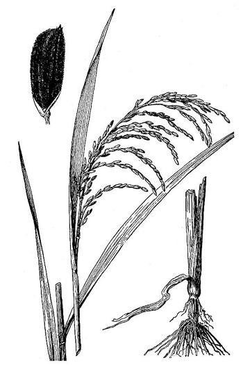 image of Oryza sativa, Rice, Asian Rice