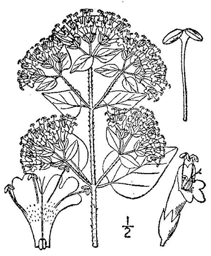 image of Origanum vulgare ssp. vulgare, Wild Marjoram, Oregano