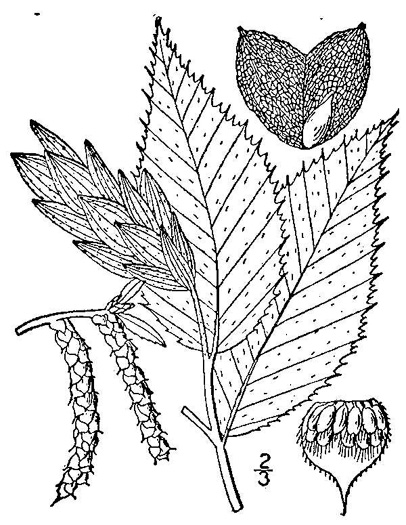 drawing of Ostrya virginiana, American Hop-hornbeam, Ironwood, Eastern Hop-hornbeam, Leverwood