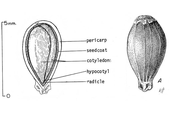 image of Ostrya virginiana, American Hop-hornbeam, Ironwood, Eastern Hop-hornbeam