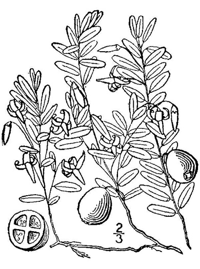 image of Vaccinium macrocarpon, Cranberry, Large Cranberry