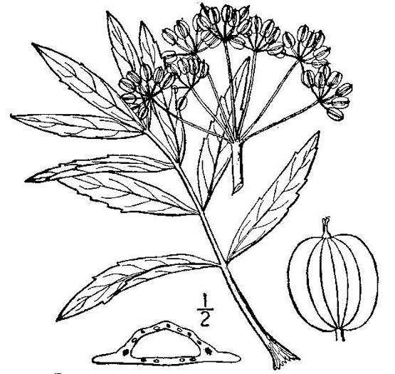 drawing of Oxypolis rigidior, Cowbane, Pig-potato, Stiff Cowbane
