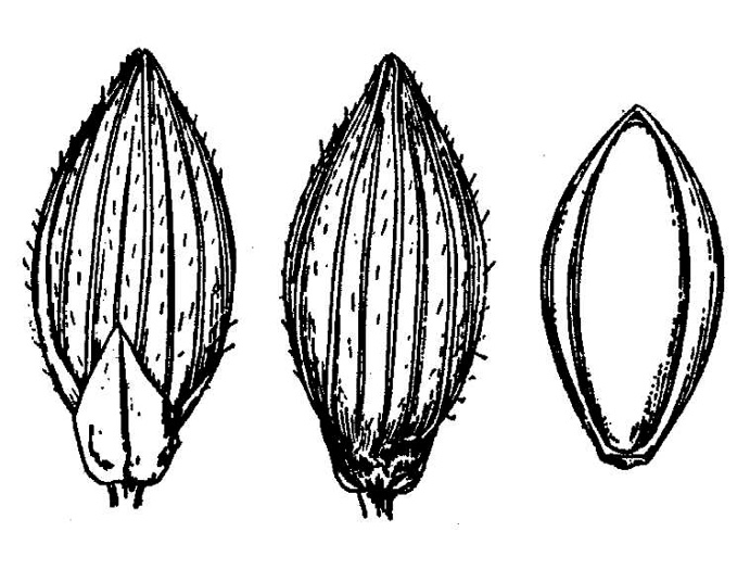 image of Dichanthelium scabriusculum, Tall Swamp Witchgrass
