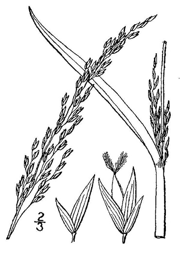 image of Panicum amarulum, Southern Seabeach Grass, Bitter Panicgrass