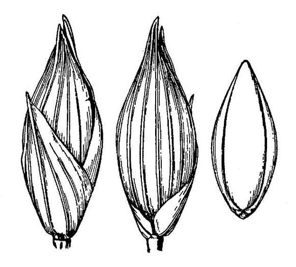 image of Panicum amarulum, Southern Seabeach Grass, Bitter Panicgrass