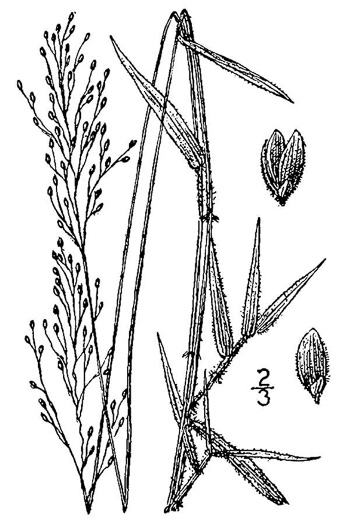 image of Dichanthelium annulum, Ringed Witchgrass
