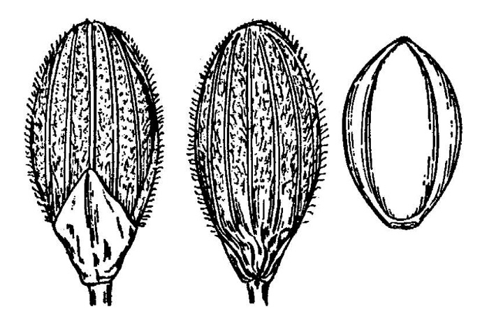 image of Dichanthelium angustifolium, Narrowleaf Witchgrass