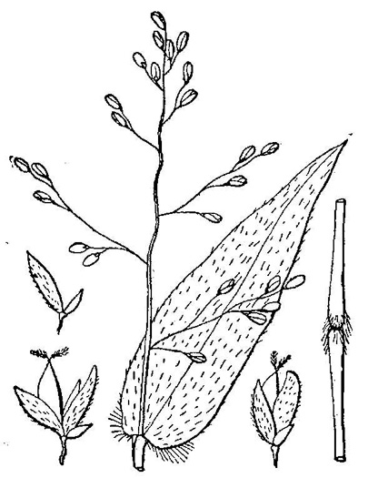 image of Dichanthelium boscii, Bosc's Witchgrass, Bosc's Panicgrass