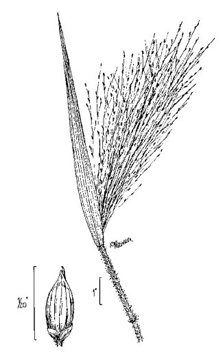 image of Panicum capillare, Old-witch Panicgrass, Tickle Grass, Tumbleweed