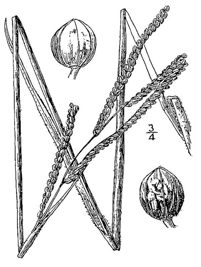 image of Paspalum laeve var. circulare, Field Crowngrass, Field Paspalum