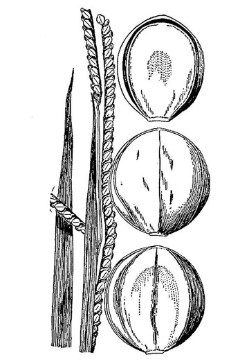 image of Paspalum laeve var. circulare, Field Crowngrass, Field Paspalum