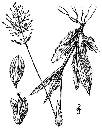 image of Dichanthelium strigosum var. leucoblepharis, Dwarf Witchgrass