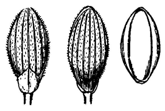 image of Dichanthelium mattamuskeetense, Mattamuskeet Witchgrass