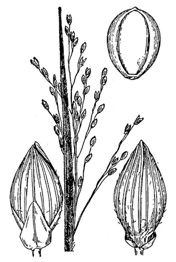 image of Dichanthelium depauperatum, Starved Witchgrass, Starved Panicgrass