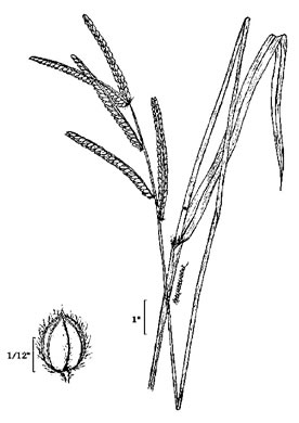 image of Paspalum dilatatum ssp. dilatatum, Dallis-grass
