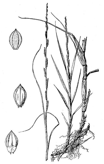 image of Paspalidium geminatum, Alligator Grass, Paspalidium, Kissimmee Grass