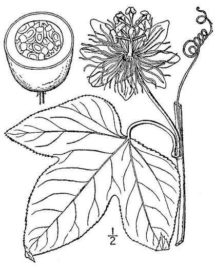 drawing of Passiflora incarnata, Purple Passionflower, Maypop