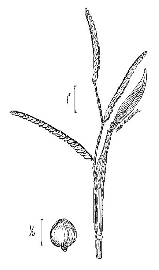 image of Paspalum laeve var. laeve, Field Crowngrass, Field Paspalum