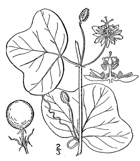 drawing of Passiflora lutea, Yellow Passionflower, Little Passionflower